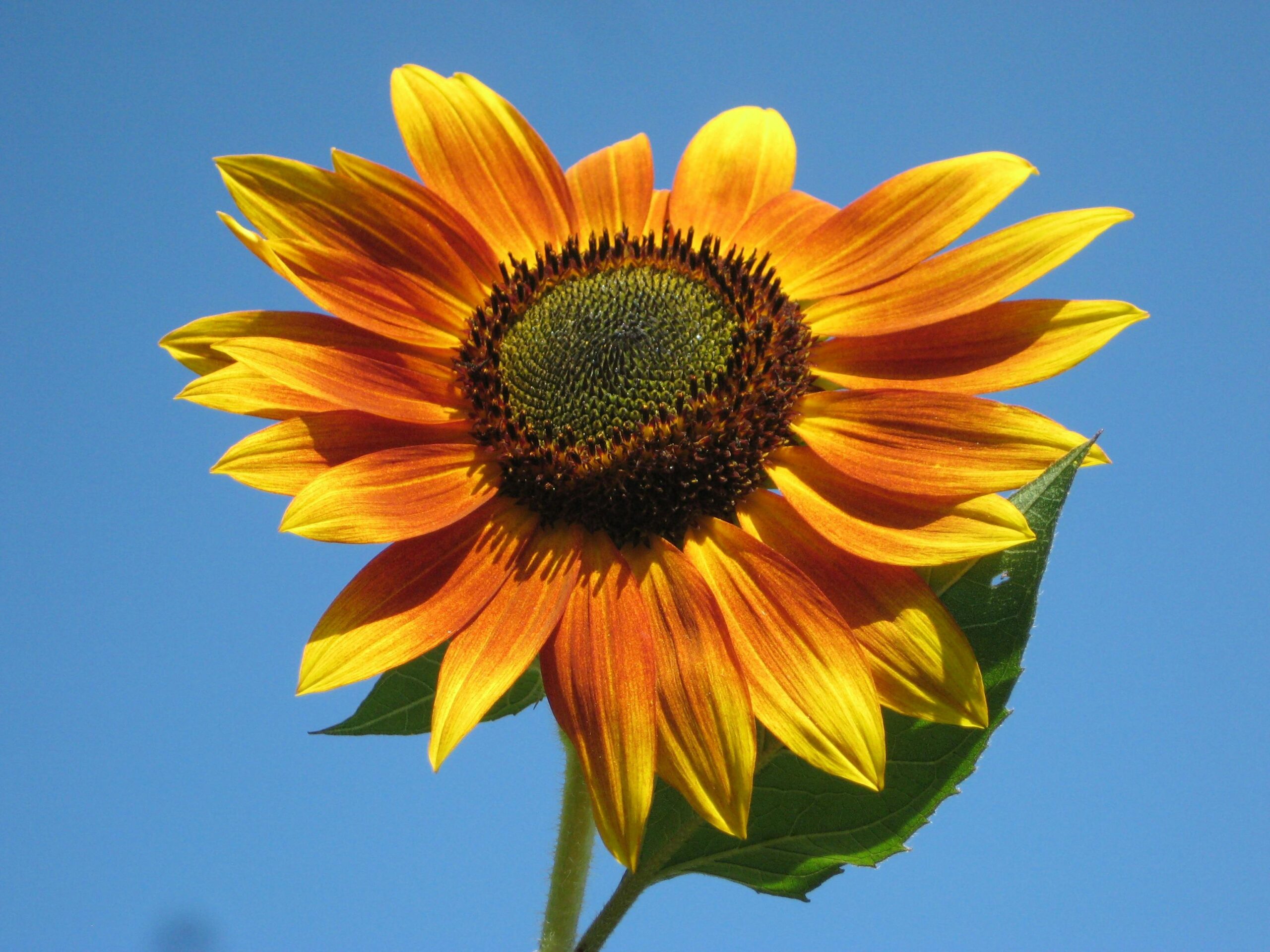 Sunflower against the sky